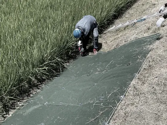 防草シートの敷設・固定作業